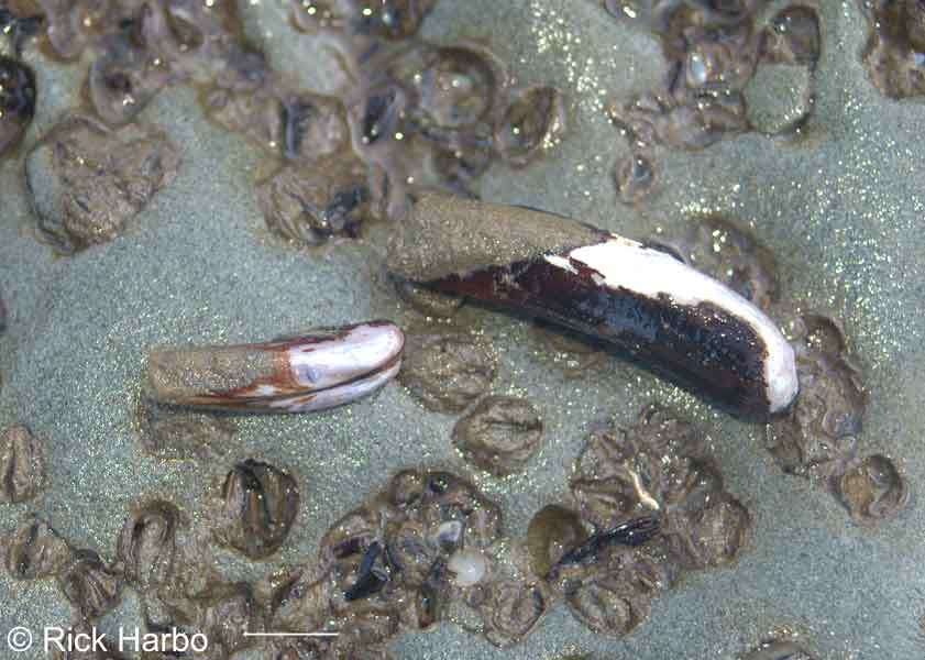 Adula californiensis