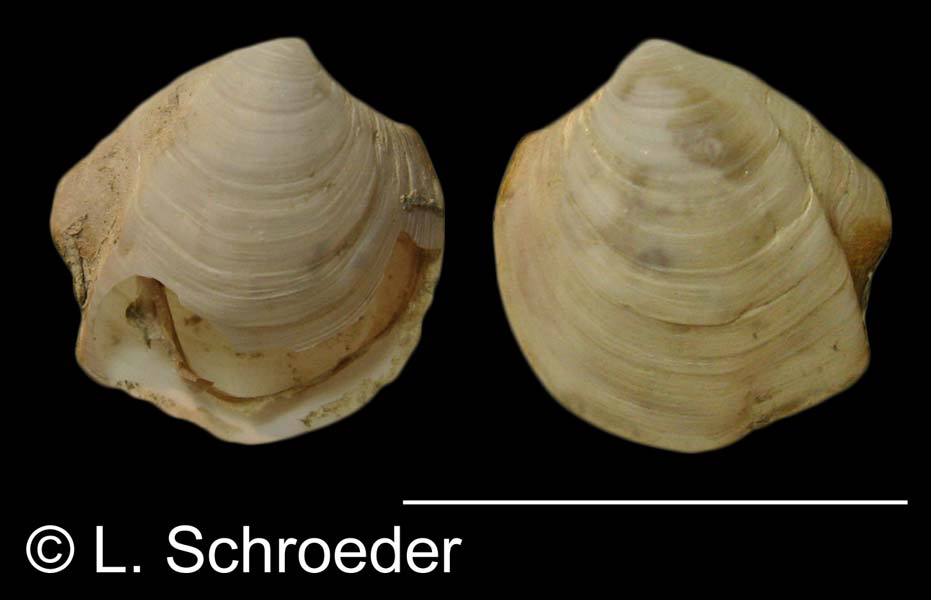Conchocele excavata