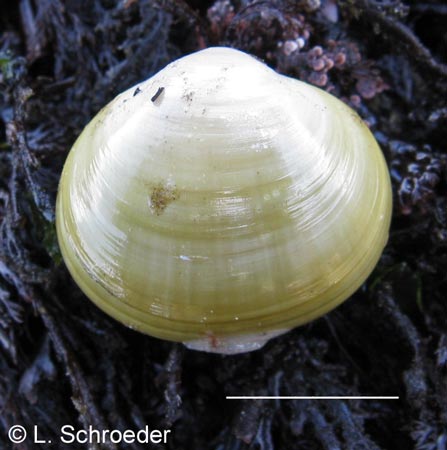 Kellia suborbicularis