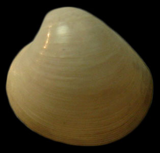 Kelliella sp.