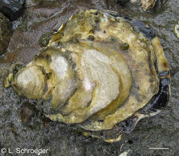 Magallana gigas