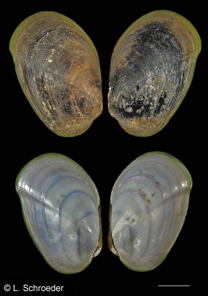 Musculus discors