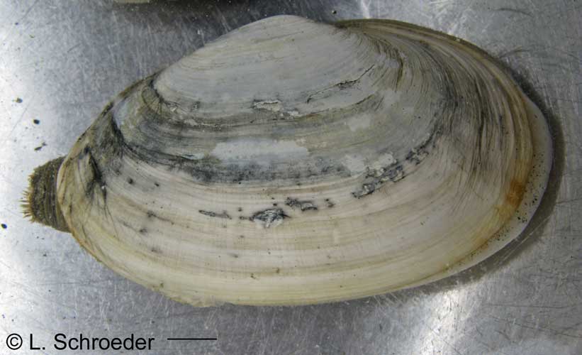Mya arenaria