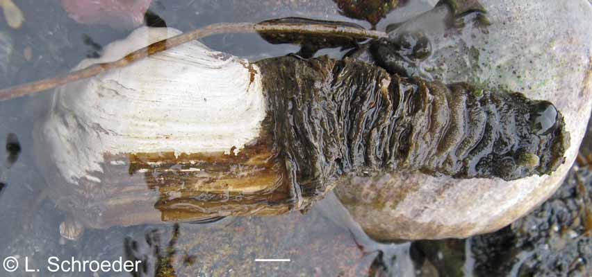 Mya truncata