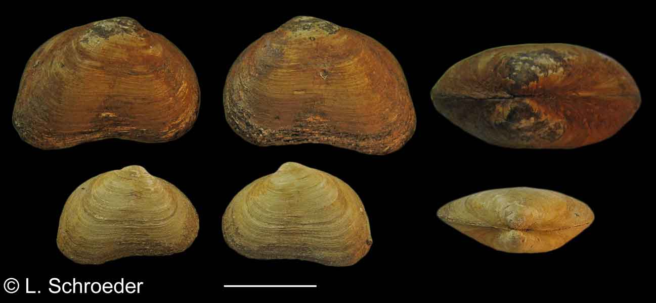 Neaeromya rugifera