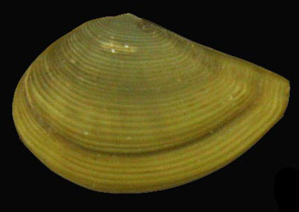 Nuculana minuta