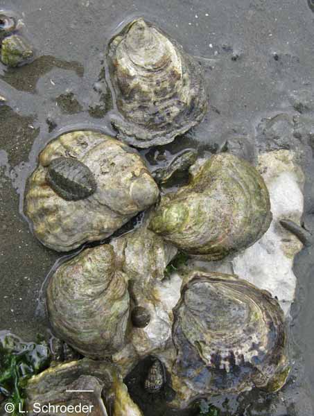 Ostrea lurida