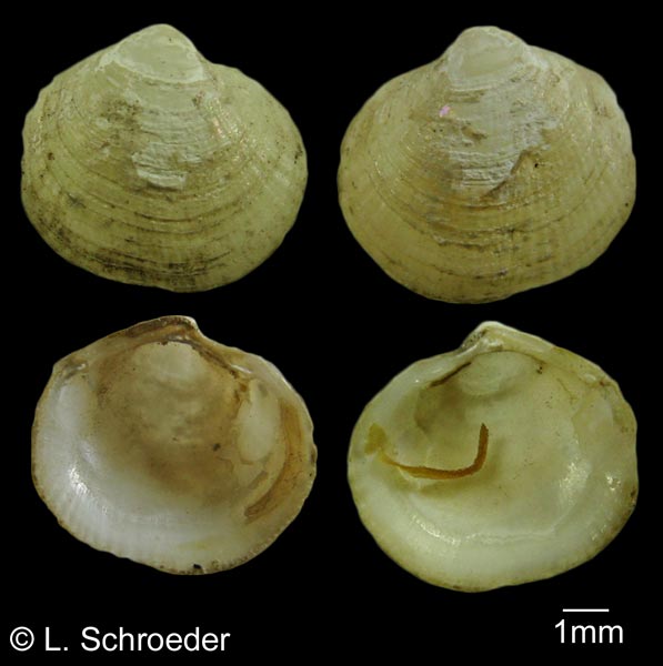 Parvilucina tenuisculpta