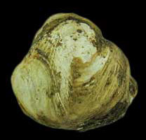 Penitella conradi