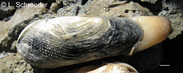 Penitella turnerae
