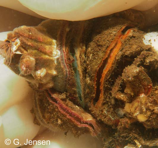 Pododesmus macrochisma