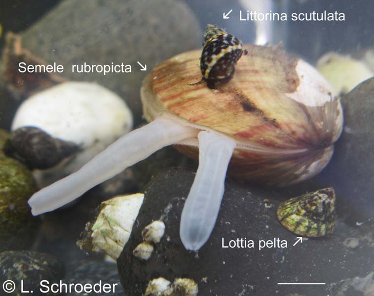 Semele rubropicta