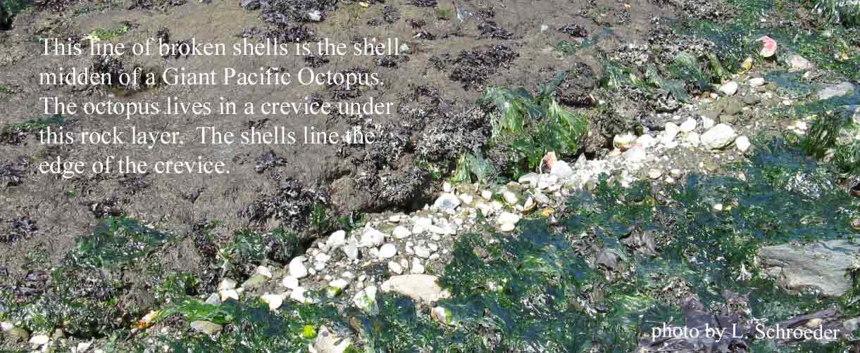 Enteroctopus dofleini
