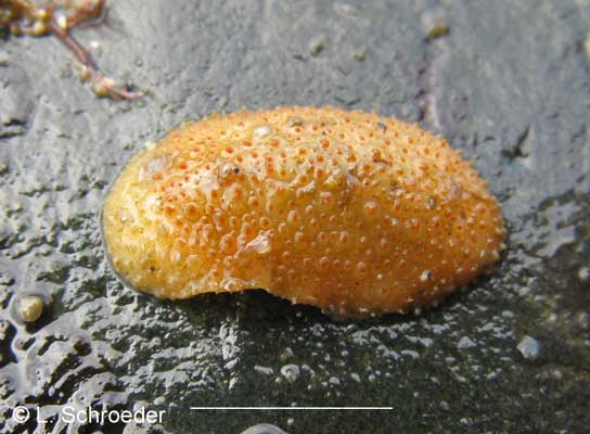 Cryptochiton stelleri
