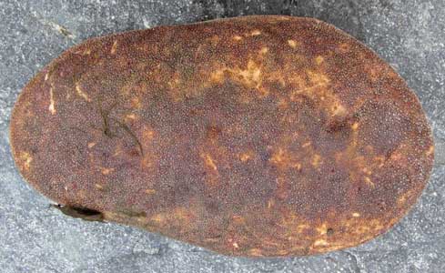 Cryptochiton stelleri