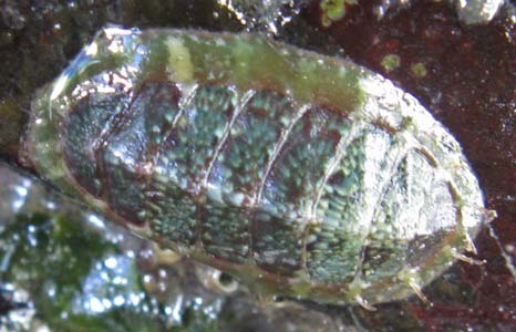 Dendrochiton flectens