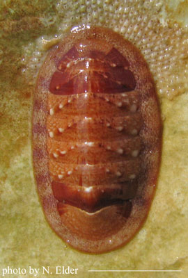 Lepidozona interstincta