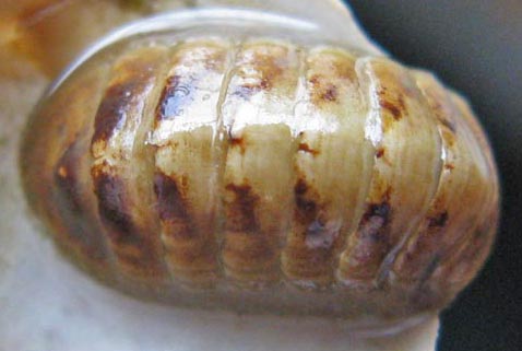 Leptochiton rugatus