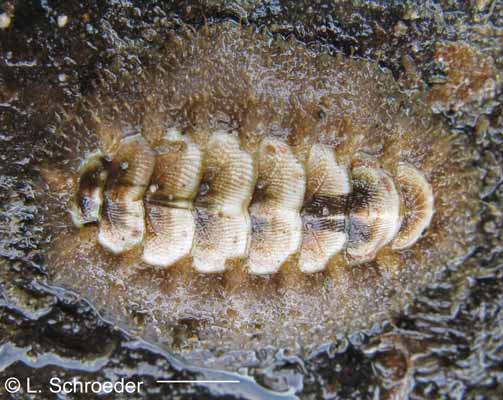 Mopalia kennerleyi