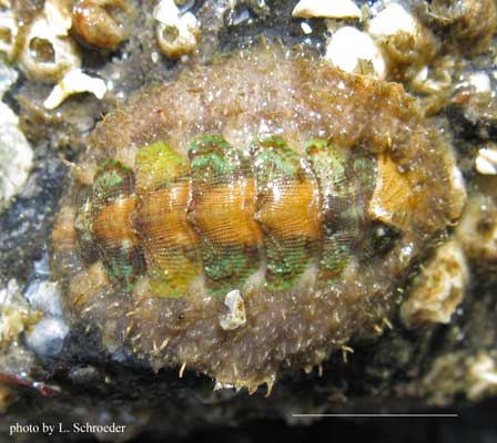 Mopalia kennerleyi