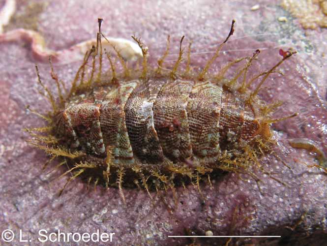 Mopalia sinuata