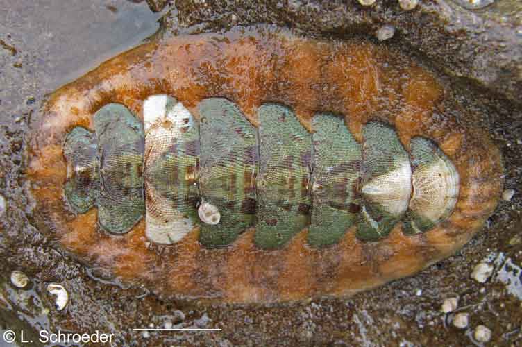 Mopalia swanii