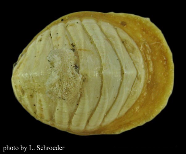 Placiphorella pacifica