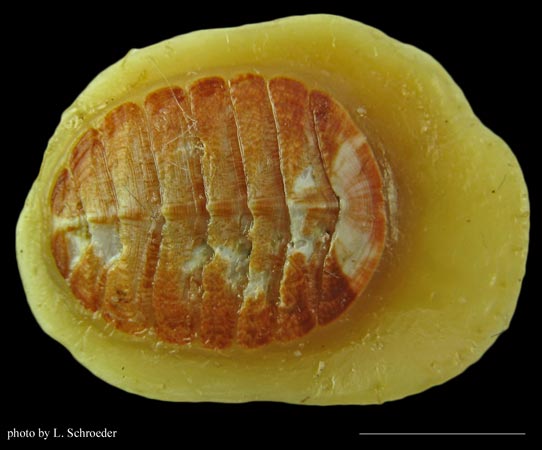 Placiphorella rufa