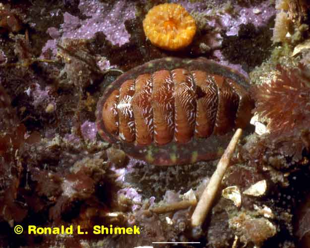 Tonicella insignis