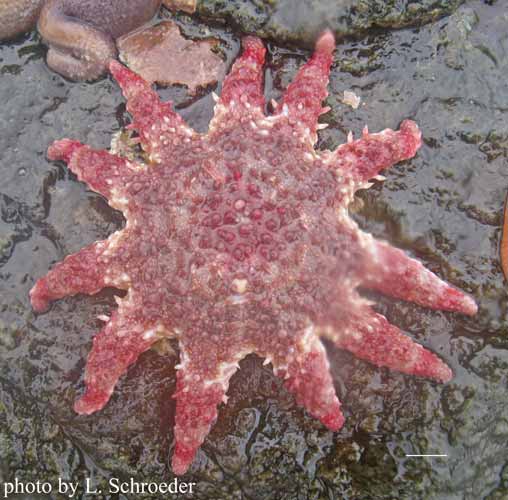 http://www.bily.com/pnwsc/web-content/Photos/Echinoderms/Crossaster%20papposus%20%28Linnaeus,%201767%29.jpg