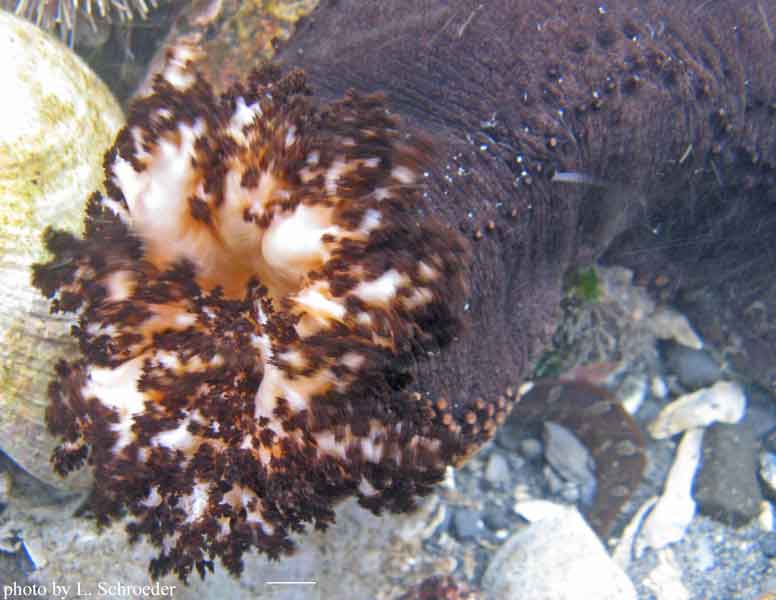 Cucumaria frondosa japonica