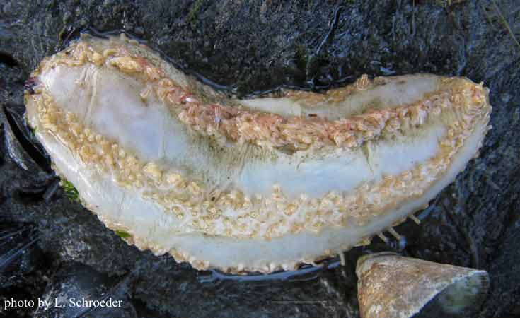 Pentamera sp.