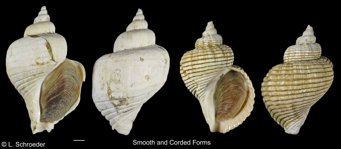 Beringius eyerdami