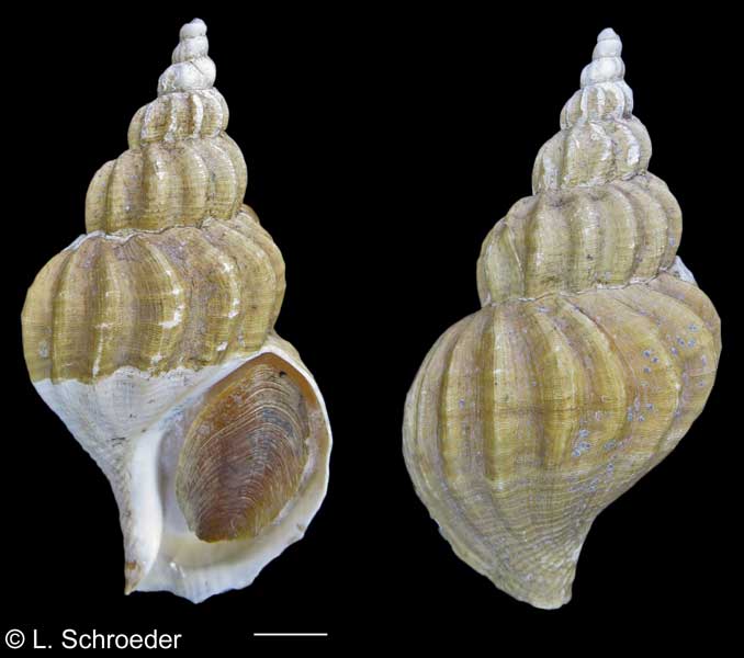 Beringius kennicottii