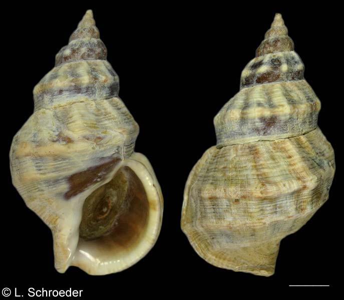 Buccinum glaciale