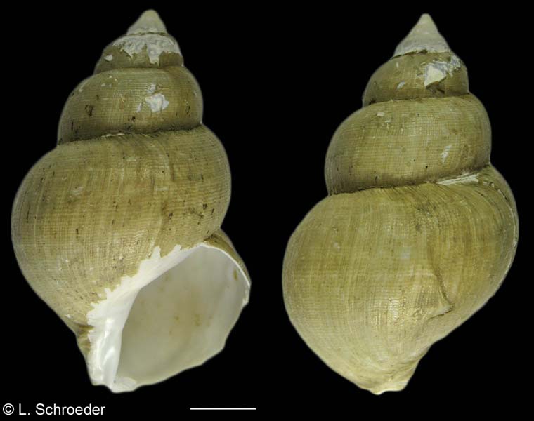 Buccinum viridum