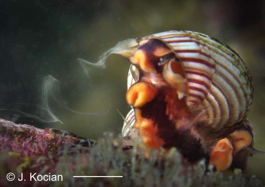 Calliostoma ligatum