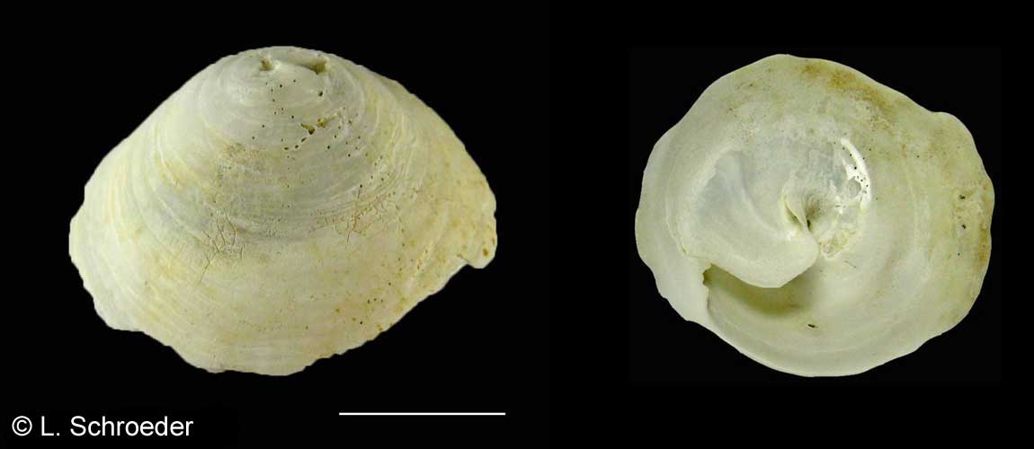 Calyptraea fastigiata