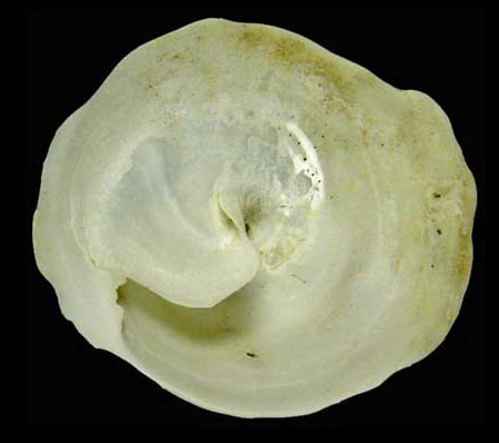 Calyptraea fastigiata