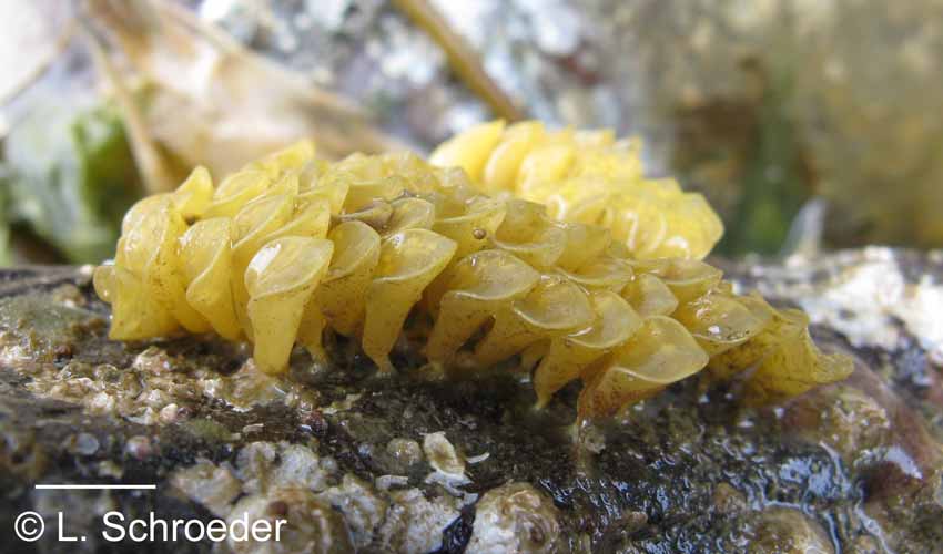 Ceratostoma foliatum eggs