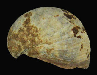 Crepidula convexa