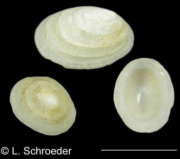 Cryptobranchia concentrica