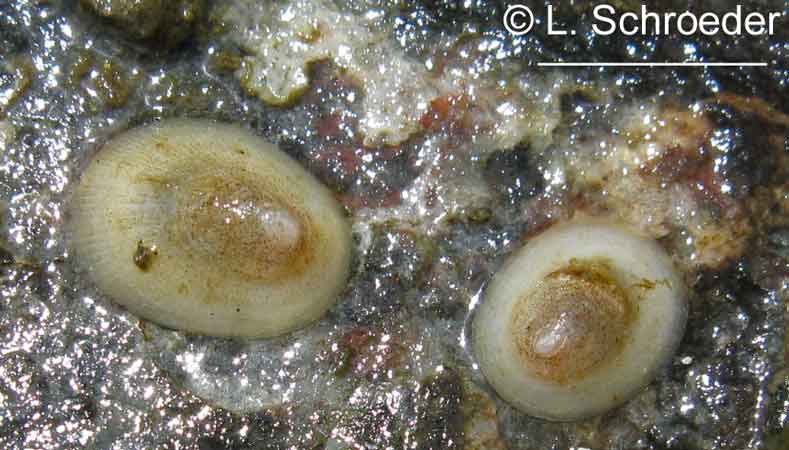 Cryptobranchia concentrica