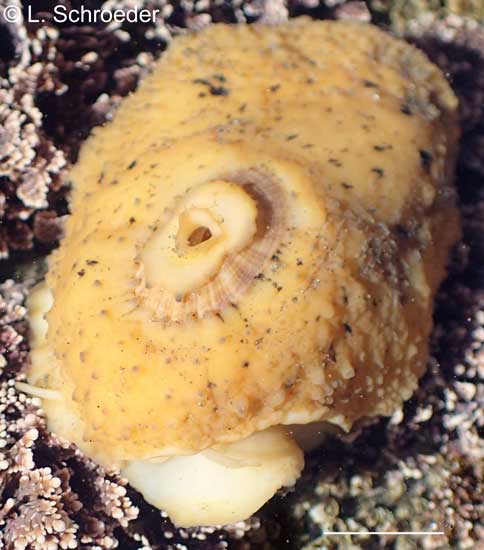 Fissurellidea bimaculata