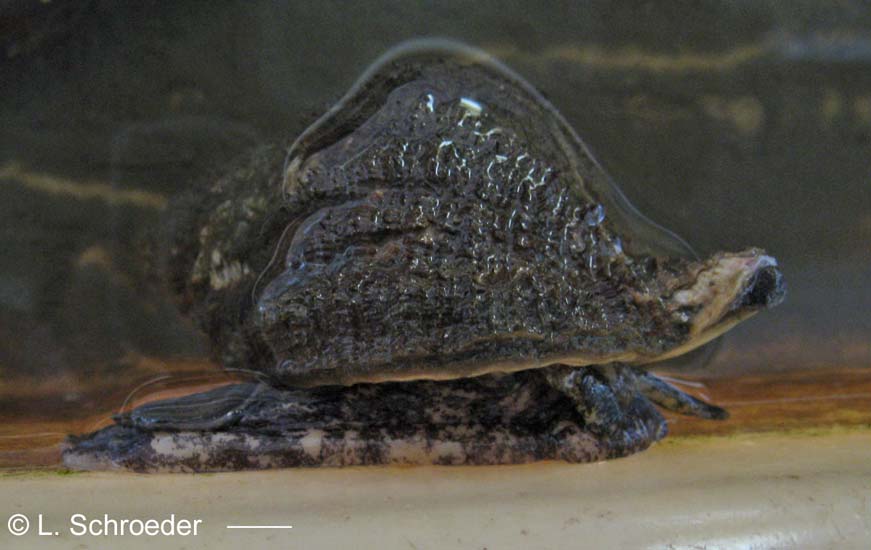 Fusitriton oregonensis