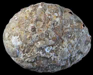 Haliotis rufescens