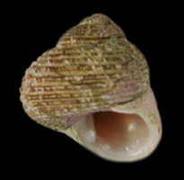 Homalopoma luridum