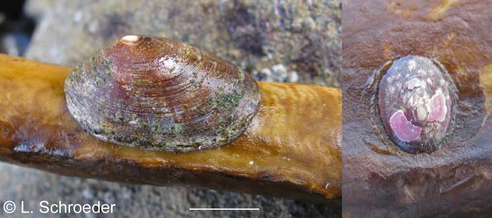 Lottia instabilis