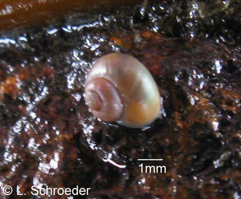Margarites helicinus