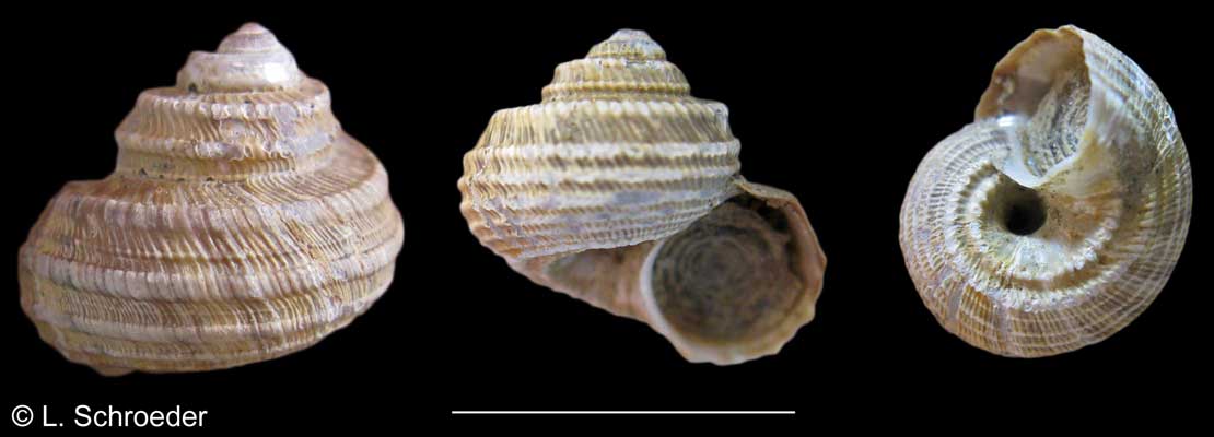Minolia peramabilis